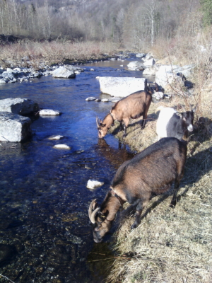 Le nostre capre al fiume- Vicini Azienda Agricola