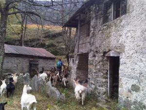 Pigi e le nostre capre - Vicini Azienda Agricola