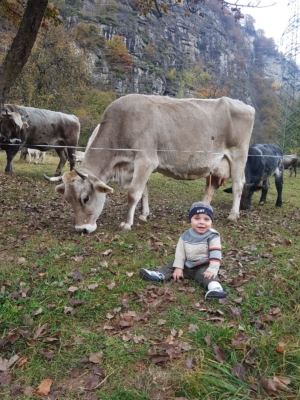 Ismaele e le nostre mucche - Vicini Azienda Agricola