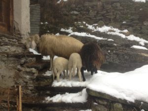 Le nostre pecore - Vicini Azienda Agricola